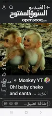  3 مطلوب قرد نسناس