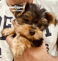  5 Yorkshire Terrier , 3 months old