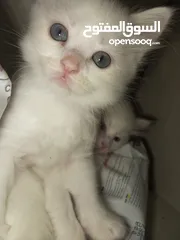  9 قطط انقورا تركي ذكور للبيع القطط صحه و جمال و اناقه و ادب و احترام ما شاء الله