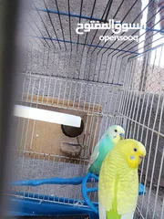  3 طيور حب للبيع