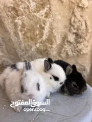  2 ارانب زينه •••الارنب المقزم وانجورا تيدي بير بيور•••