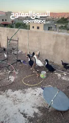  4 بط للبيع بط