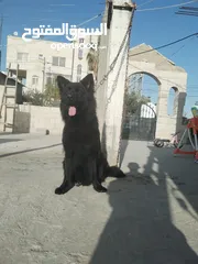  6 ذكر جيرمن رويال بلاك شولاين