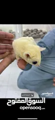  2 rare sugar glider شقر قلايدر نادر