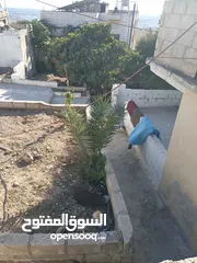  11 بيت مستقل مع ارض دنم   للبيع