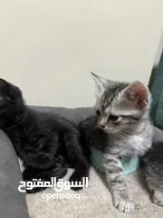  2 قطط مكس عمر شهر