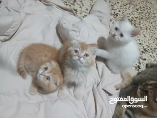  20 سكوتش فولد جولدن  b1+ ستريت  سعر الحبتين 50مستوى عالٍ جدا ما شاء الله قبال للتفاوض