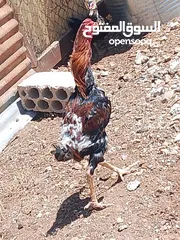  1 يوجد لدينا ديك باكستاني شغال