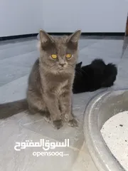  4 قطط شيرازي عدد2للبيع نظيفات لعوبات سعر 50 الف مكان ناصريه مركز