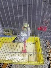  1 بيع طير العصفور جديد