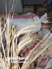  20 تبن ابيض نظيف نخب اول تبن السنه للبيع شوالات