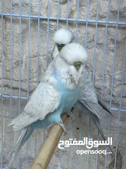  1 جوزيت انقليزيات و طيرة