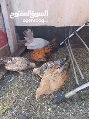  2 ست صيصان من هاي البزرة الناعمة  شامو مقزم