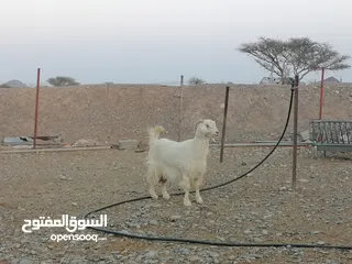  2 شاه من حلال الجواميد