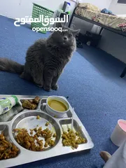  4 Persian cat for Adoption