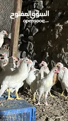  11 للبيع دجاج محلي
