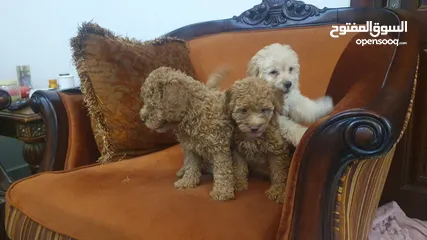  1 Toy poodle