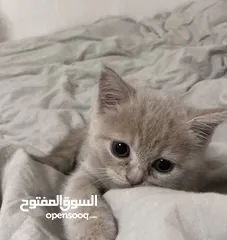  1 قطة كيوت كيوت