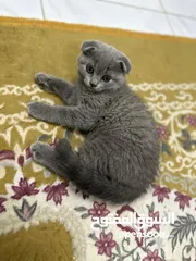  4 2 scottish fold kitten, 2month old male and female