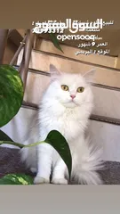  1 للبيع قطوه شيرازيه طالع الوصف