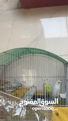  4 خمس حبات حب بلديات وشغلات