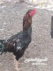  4 متاح 3ديوك 2 بكستاني واحد الماني