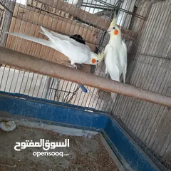  1 كوكتيل لاتينو شغال