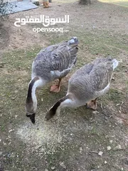  2 زوج وز إفريقي