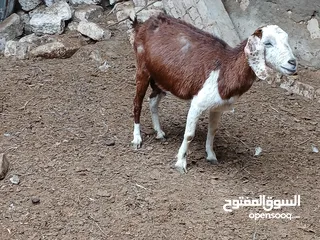  6 مخايل سمر  بهاء