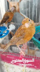  3 طواير شغلات