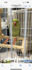  2 Parrot with cage for sale