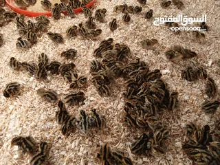  9 متوفر لدينا  فري (السمان) ذبخ +بياض