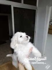  9 انثى فرنش تيرير عمر شهرين   puppy 2-months female - French Terrier