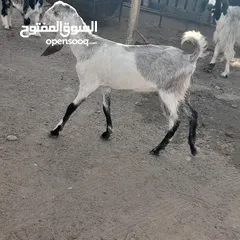  1 ماعز باكستاني اصل