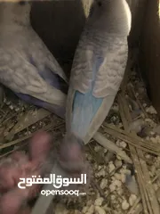  1 جوز حب منتج اهالي فراخ وانثى حب لون اصفر  وفرخ عمر شهر