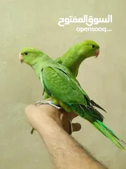  3 فرخين دره هندي حجم جامبو اعمار 3اشهر ونص اليفات 100%
