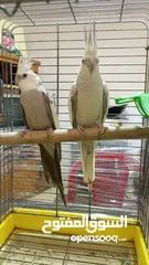  2 جوز كوكتيل وايت فيس  حبات حجب سوبر جامبو مع قفص كاسكو كبير  حجم جامبو  بصلاه على النبي قابل للتفاوض