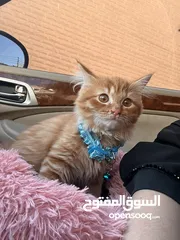  10 Persian cat male few  months old eats  dry and wet food  name cookie