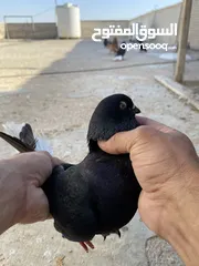  13 كوم حمام للبيع