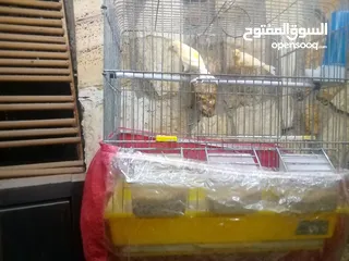  4 جوزرن كنار