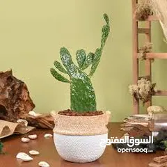  2 نبتى صبار منزلي مثمره