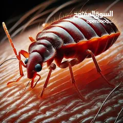  3 رش حشرات للمنازل والمحلات مع ضمان النتيجة وسرعة الاستجابة وكفالة