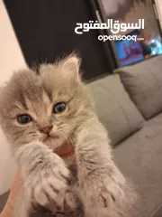  1 قطط هملايا صغيره شهرين للبيع 25 دينار واحده