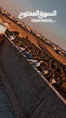  1 فراخ حمام ياهودي عمري مراسلي مكاوي عبسي زاجل