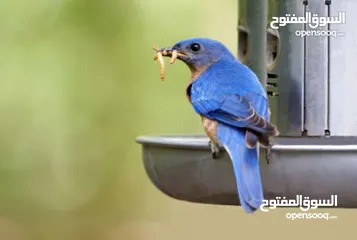  10 يرقات دود القبابي حي ميلوورم mealworm غذاء ممتاز بروتين حيواني لا يسبب التشحيم للطيور والاسمام