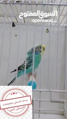  13 سعر حرققققق