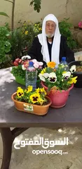  1 تنسيق الحدائق وشجر الجولدستار وقص الاشجار وتقليم الاشجار وتقطيع الاشجار وتنظيف الحدائق