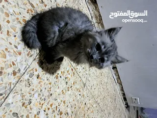  1 سكوتش فولد عمر 3 اشهر ملقحه فول نضافه ولعب