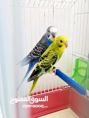  2 جوزين طيور حب مع اقفاص جديدة