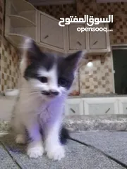  1 قطط شانشيلا كتن